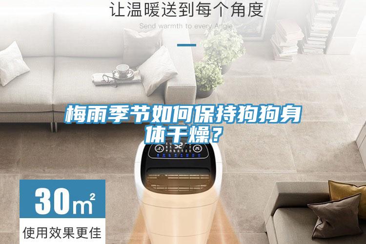 梅雨季節(jié)如何保持狗狗身體干燥？