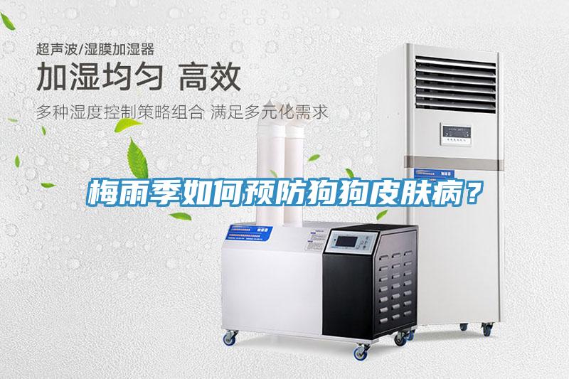 梅雨季如何預(yù)防狗狗皮膚??？