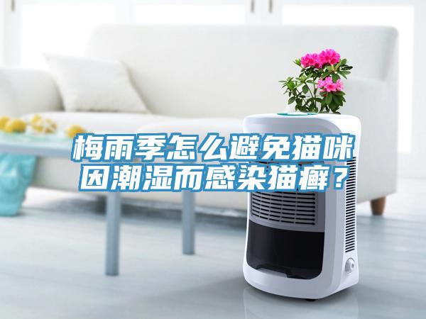 梅雨季怎么避免貓咪因潮濕而感染貓癬？