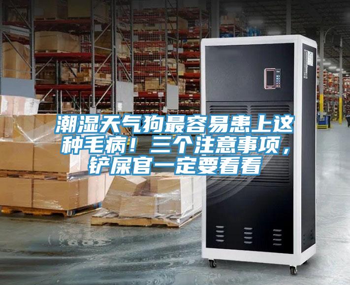 潮濕天氣狗最容易患上這種毛病！三個注意事項，鏟屎官一定要看看
