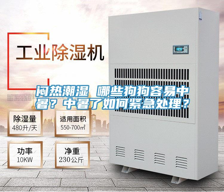 悶熱潮濕 哪些狗狗容易中暑？中暑了如何緊急處理？
